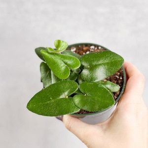 Hemionitis arifolia - Heart Fern