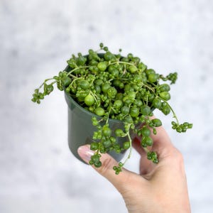 Senecio Rowleyanus &#39;Parelsnoer&#39;