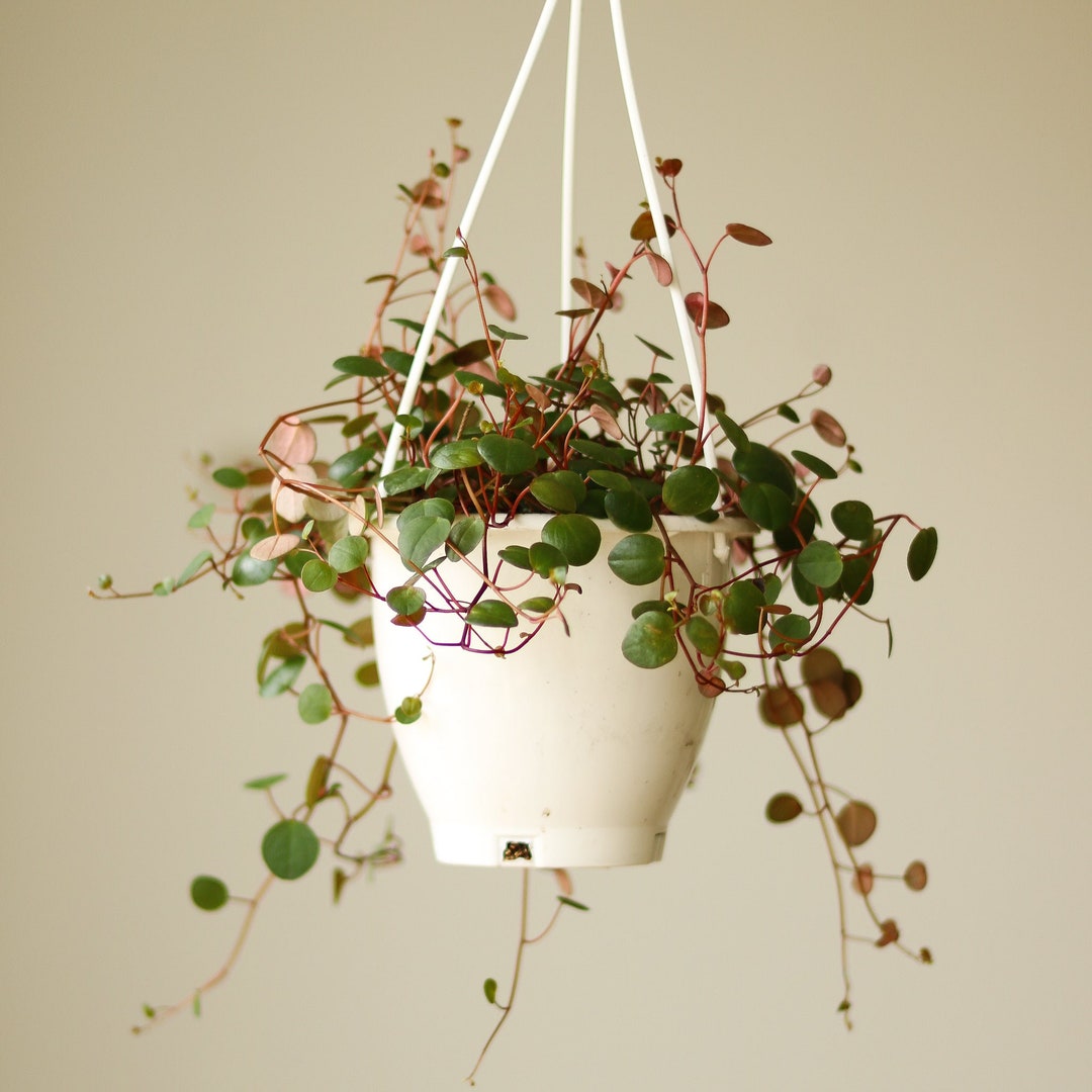 Altman Plants 6 In. Peperomia Ruby Cascade Hanging Basket