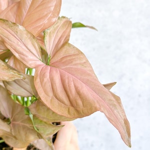Syngonium &#39;Pink Perfection&#39; - Pink Perfection Arrowhead
