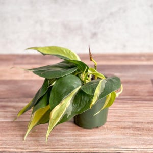 Philodendron hederaceum &#39;Silver Stripe&#39;