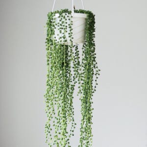 Panier suspendu « String of Pearls » Senecio Rowleyanus