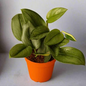 Scindapsus Treubii Moonlight - Silberner Scindapsus