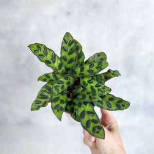 Calathea Lancifolia &#39;Rattlesnake&#39; Prayer Plant