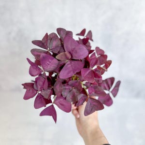 Oxalis triangularis Purple Shamrock / False Shamrock