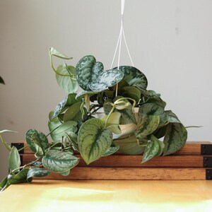 Panier suspendu « Exotica » Scindapsus Pictus