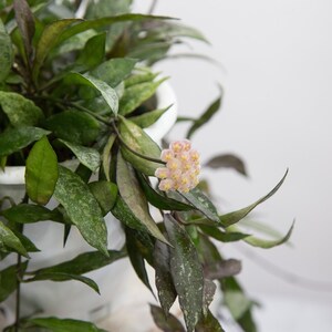 限定0709 *ホヤ*hoya *ラクノーサ * LOUISA´S SILVER セールや限定