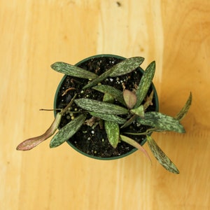 Hoya sigillée