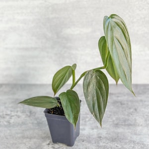 Philodendron &#39;Burle Marx Fantasy&#39;
