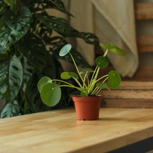 Pilea Peperomioides 'Friendship Plant'