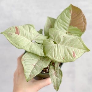 Syngonium « Milk Confetti »