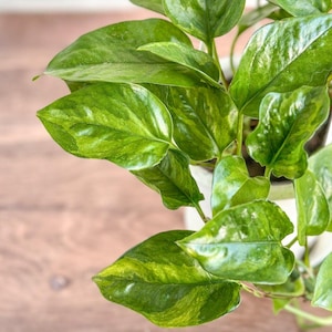 Epipremnum aureum &#39;Lizard Queen&#39; - Lizard Queen Pothos