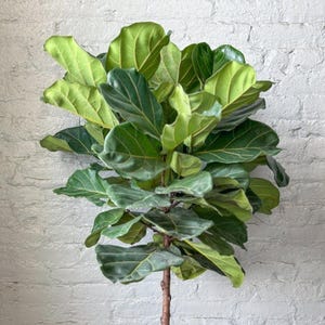 Ficus Lyrata &#39;Fiddle Leaf Fig&#39; Large Floor Plant
