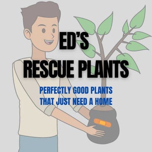 Rescue Plant - Discounted Plants for Plant Lovers