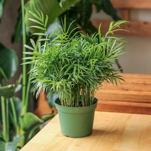 Neanthe - Bella Palm