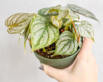 Philodendron Brandtianum 'Silver Leaf Philodendron'