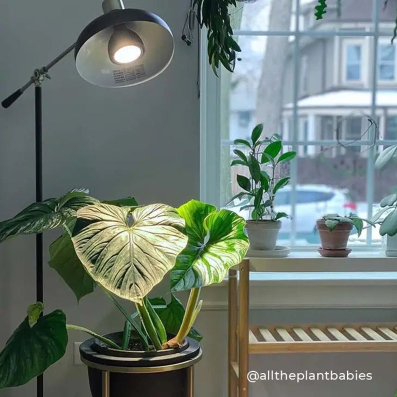 Vita™ LED Grow Bulb Black / Nondimmable Etsy