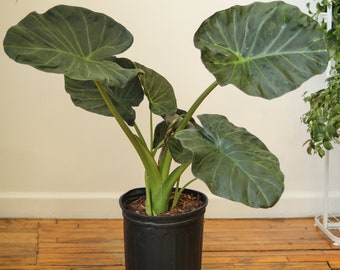 Alocasia x ‘Regal Shield’