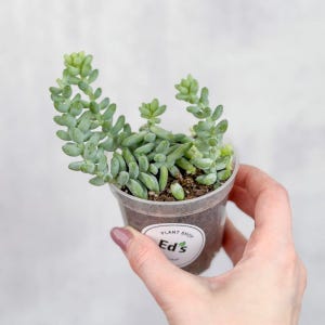 Sedum Morganianum - Burro’s Tail Cactus