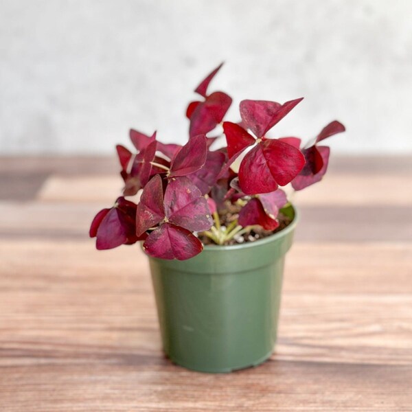 Oxalis triangularis Purple Shamrock / False Shamrock