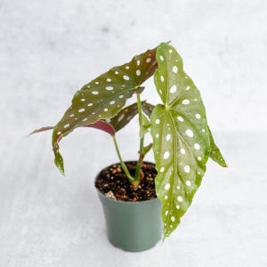 Begonia Maculata &#39;Wightii&#39; - Polka Dot Begonia