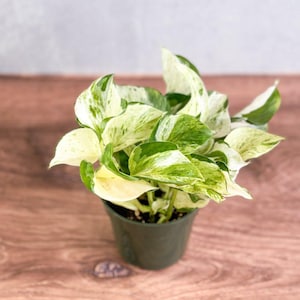 Manjula Pothos - Epipremnum aureum 'Manjula'