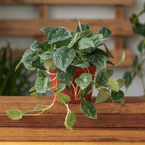 Scindapsus Pictus &#39;Silvery Anne&#39; - Pothos argenté