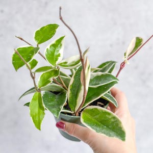 Hoya Carnosa &#39;Krimson Queen&#39; Wax Plant