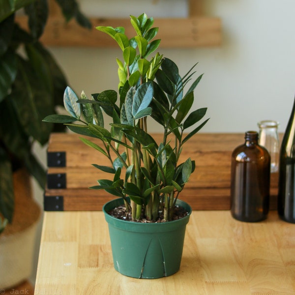 Zz Plant Etsy
