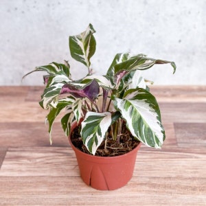 Calathea lietzei &#39;Stella&#39; - Stella Calathea
