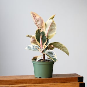 Ficus Tineke &#39;India Rubber Plant&#39;