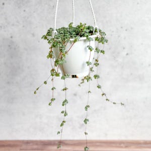 Pilea glauca « Aqua » - Panier suspendu argenté scintillant