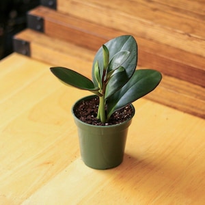 Peperomia Obtusifolia 'borde rojo'