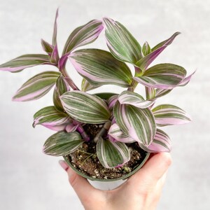 Tradescantia Blossfeldiana cerinthoides variegata "Bubblegum"/“Lilac”