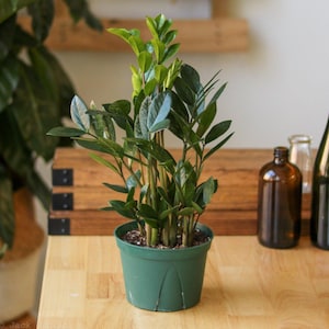 Zamioculcas zamiifolia - ZZ Plant