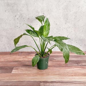Spathiphyllum &#39;Domino&#39; - Variegated Peace Lily