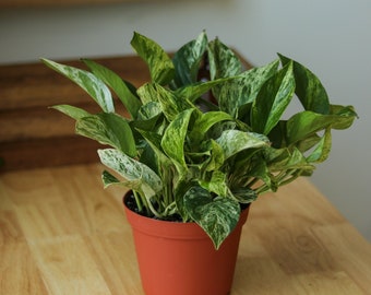 Epipremnum Aureum 'Marble Queen' Pothos