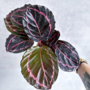 Calathea Roseopicta &#39;Dottie&#39; Regina del dramma