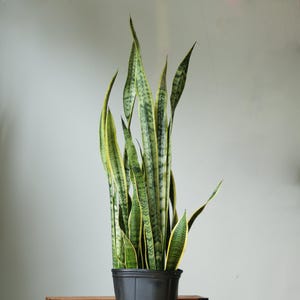 Sansevieria Trifasciata ‘Laurentii’