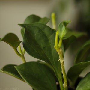 Hoya Pachyclada