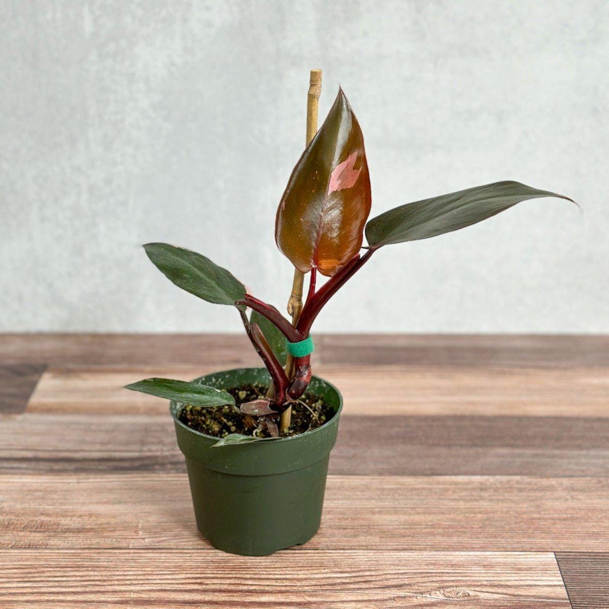 フィロデンドロン エメラルドクイーン バリエゲイテッド 24 フィロデンドロン エメラルドクイーン 斑入り 激レア - メルカリ