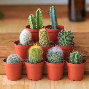 Cactus/suculentas bebés
