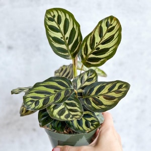 Calathea makoyana - &#39;Pfauenauge&#39;