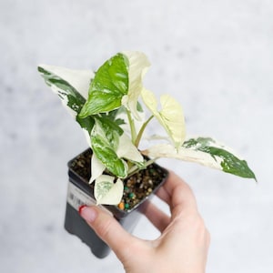 Syngonium Podophyllum Albo Variegated