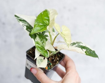 Syngonium Podophyllum Albo Variegated
