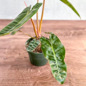 Philodendron billietiae