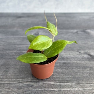 Hoya cutis-porcelana