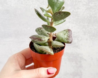 Adromischus maculatus - Calico Hearts Plant