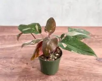 Philodendron erubescens - Pink Princess Philodendron