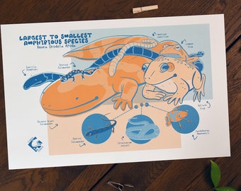 Amphibian Infographic Poster 11x17